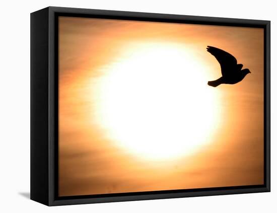 A Pigeon Flies at Sunrise Near the Bulgarian Black Sea Town of Varna-null-Framed Stretched Canvas