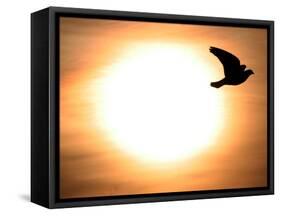 A Pigeon Flies at Sunrise Near the Bulgarian Black Sea Town of Varna-null-Framed Stretched Canvas