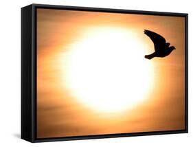 A Pigeon Flies at Sunrise Near the Bulgarian Black Sea Town of Varna-null-Framed Stretched Canvas