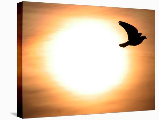 A Pigeon Flies at Sunrise Near the Bulgarian Black Sea Town of Varna-null-Stretched Canvas