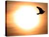 A Pigeon Flies at Sunrise Near the Bulgarian Black Sea Town of Varna-null-Stretched Canvas