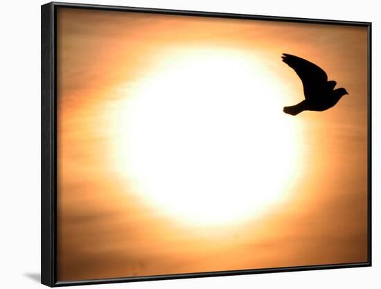 A Pigeon Flies at Sunrise Near the Bulgarian Black Sea Town of Varna-null-Framed Photographic Print