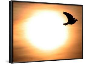 A Pigeon Flies at Sunrise Near the Bulgarian Black Sea Town of Varna-null-Framed Photographic Print