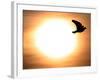 A Pigeon Flies at Sunrise Near the Bulgarian Black Sea Town of Varna-null-Framed Photographic Print