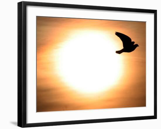 A Pigeon Flies at Sunrise Near the Bulgarian Black Sea Town of Varna-null-Framed Photographic Print