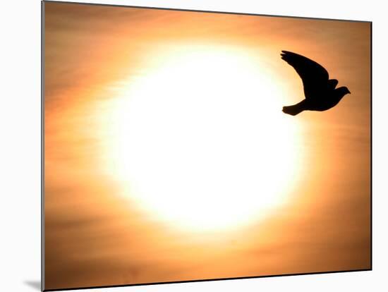 A Pigeon Flies at Sunrise Near the Bulgarian Black Sea Town of Varna-null-Mounted Photographic Print