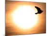 A Pigeon Flies at Sunrise Near the Bulgarian Black Sea Town of Varna-null-Mounted Photographic Print