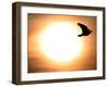 A Pigeon Flies at Sunrise Near the Bulgarian Black Sea Town of Varna-null-Framed Photographic Print