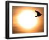 A Pigeon Flies at Sunrise Near the Bulgarian Black Sea Town of Varna-null-Framed Photographic Print