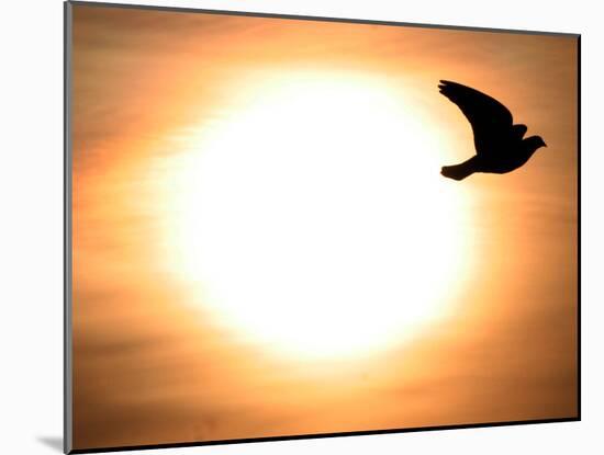 A Pigeon Flies at Sunrise Near the Bulgarian Black Sea Town of Varna-null-Mounted Photographic Print