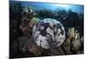 A Pin Cushion Starfish Clings to a Coral Reef-Stocktrek Images-Mounted Photographic Print