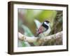 A Pin-Tailed Manakin Perches on a Tree Branch in the Atlantic Rainforest-Alex Saberi-Framed Premium Photographic Print