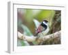 A Pin-Tailed Manakin Perches on a Tree Branch in the Atlantic Rainforest-Alex Saberi-Framed Premium Photographic Print