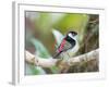 A Pin-Tailed Manakin Perches on a Tree Branch in the Atlantic Rainforest-Alex Saberi-Framed Photographic Print