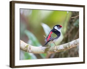 A Pin-Tailed Manakin Perches on a Tree Branch in the Atlantic Rainforest-Alex Saberi-Framed Photographic Print