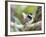 A Pin-Tailed Manakin Perches on a Tree Branch in the Atlantic Rainforest-Alex Saberi-Framed Photographic Print