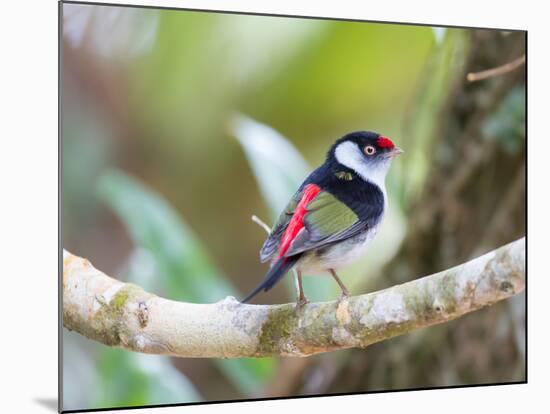 A Pin-Tailed Manakin Perches on a Tree Branch in the Atlantic Rainforest-Alex Saberi-Mounted Photographic Print