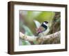 A Pin-Tailed Manakin Perches on a Tree Branch in the Atlantic Rainforest-Alex Saberi-Framed Photographic Print