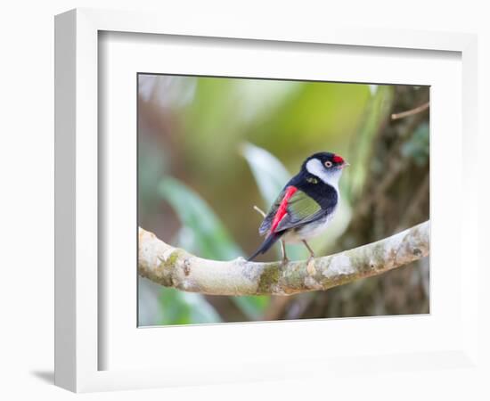 A Pin-Tailed Manakin Perches on a Tree Branch in the Atlantic Rainforest-Alex Saberi-Framed Photographic Print