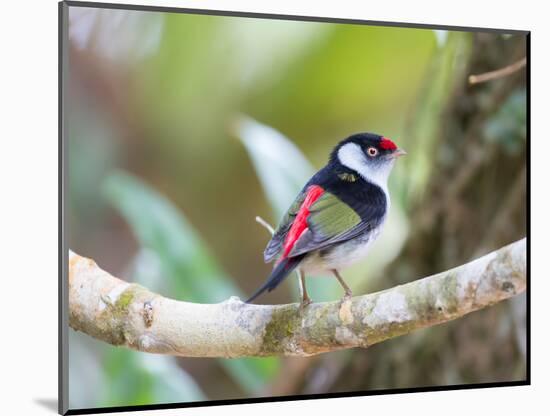 A Pin-Tailed Manakin Perches on a Tree Branch in the Atlantic Rainforest-Alex Saberi-Mounted Photographic Print