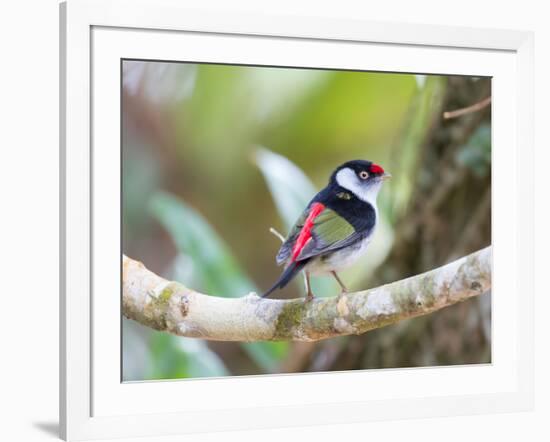 A Pin-Tailed Manakin Perches on a Tree Branch in the Atlantic Rainforest-Alex Saberi-Framed Photographic Print