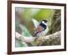 A Pin-Tailed Manakin Perches on a Tree Branch in the Atlantic Rainforest-Alex Saberi-Framed Photographic Print