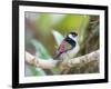 A Pin-Tailed Manakin Perches on a Tree Branch in the Atlantic Rainforest-Alex Saberi-Framed Photographic Print