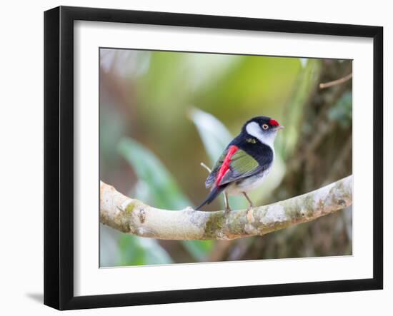 A Pin-Tailed Manakin Perches on a Tree Branch in the Atlantic Rainforest-Alex Saberi-Framed Photographic Print