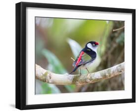 A Pin-Tailed Manakin Perches on a Tree Branch in the Atlantic Rainforest-Alex Saberi-Framed Photographic Print