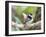 A Pin-Tailed Manakin Perches on a Tree Branch in the Atlantic Rainforest-Alex Saberi-Framed Photographic Print