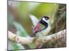 A Pin-Tailed Manakin Perches on a Tree Branch in the Atlantic Rainforest-Alex Saberi-Mounted Photographic Print