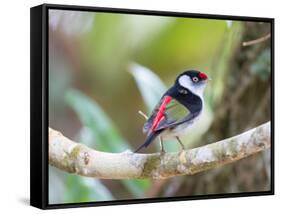 A Pin-Tailed Manakin Perches on a Tree Branch in the Atlantic Rainforest-Alex Saberi-Framed Stretched Canvas