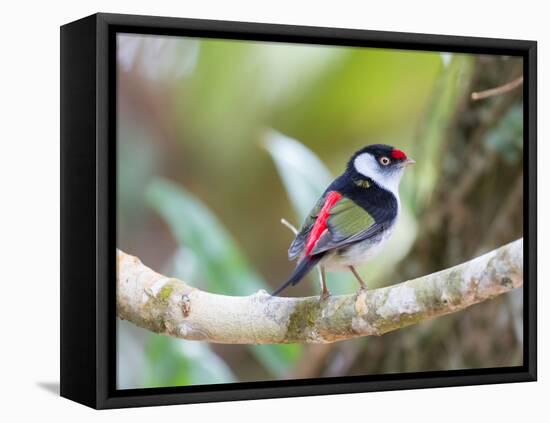 A Pin-Tailed Manakin Perches on a Tree Branch in the Atlantic Rainforest-Alex Saberi-Framed Stretched Canvas