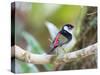 A Pin-Tailed Manakin Perches on a Tree Branch in the Atlantic Rainforest-Alex Saberi-Stretched Canvas