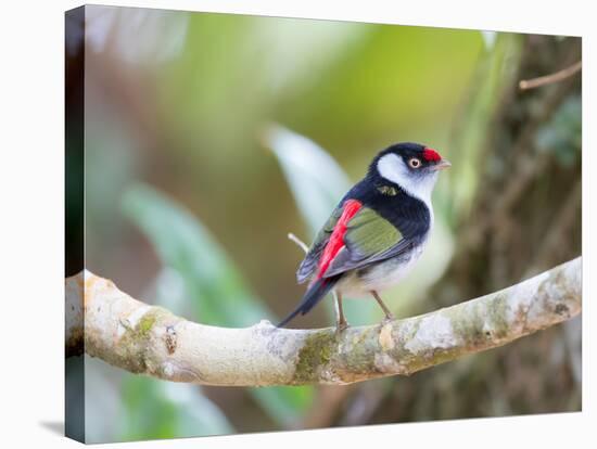 A Pin-Tailed Manakin Perches on a Tree Branch in the Atlantic Rainforest-Alex Saberi-Stretched Canvas
