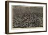 A Pine-Apple Field Near Nassau, Bahamas-null-Framed Giclee Print