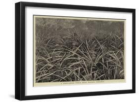 A Pine-Apple Field Near Nassau, Bahamas-null-Framed Giclee Print