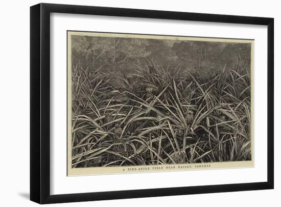 A Pine-Apple Field Near Nassau, Bahamas-null-Framed Giclee Print