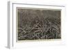 A Pine-Apple Field Near Nassau, Bahamas-null-Framed Giclee Print