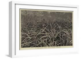 A Pine-Apple Field Near Nassau, Bahamas-null-Framed Giclee Print