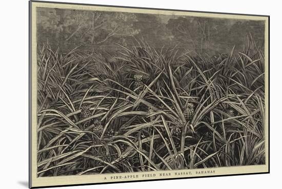 A Pine-Apple Field Near Nassau, Bahamas-null-Mounted Giclee Print