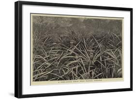 A Pine-Apple Field Near Nassau, Bahamas-null-Framed Giclee Print