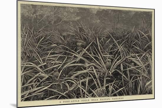 A Pine-Apple Field Near Nassau, Bahamas-null-Mounted Giclee Print