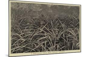 A Pine-Apple Field Near Nassau, Bahamas-null-Mounted Giclee Print