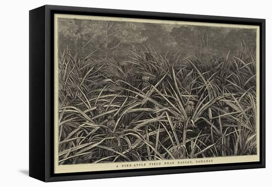 A Pine-Apple Field Near Nassau, Bahamas-null-Framed Stretched Canvas