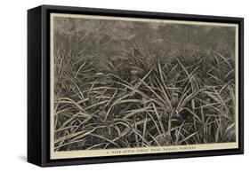 A Pine-Apple Field Near Nassau, Bahamas-null-Framed Stretched Canvas