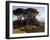 A Pine Copse (San Vicente de la Barquera), ca.-Carlos de Haes-Framed Giclee Print