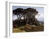 A Pine Copse (San Vicente de la Barquera), ca.-Carlos de Haes-Framed Giclee Print