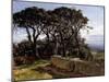 A Pine Copse (San Vicente de la Barquera), ca.-Carlos de Haes-Mounted Giclee Print