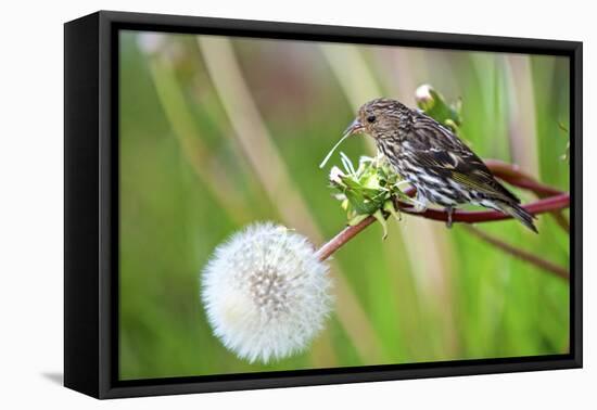 A Pine Siskin, Carduelis Pinus, Pecks Seeds from a Dandelion-Richard Wright-Framed Stretched Canvas